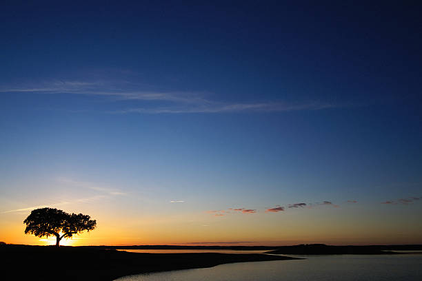 Cтоковое фото Оливковое дерево в Алентежу на закате