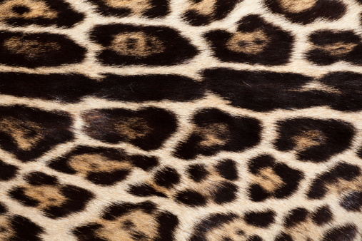Escudo de Serval, medianas gato salvaje africano photo