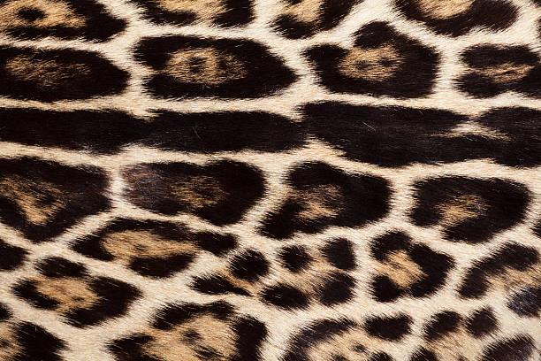 Coat of Serval, Medium-sized African Wild Cat stock photo