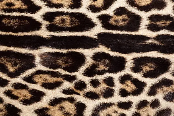 coat of a serval 