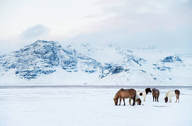 eyjafjallajökull vulcão e a cavalo islandês - horse iceland winter snow - fotografias e filmes do acervo