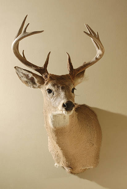istock Deer Taxidermy Mount 463219627