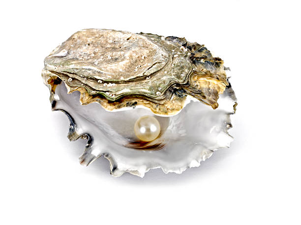 oyster shell und perlen - pearl oyster shell white stock-fotos und bilder