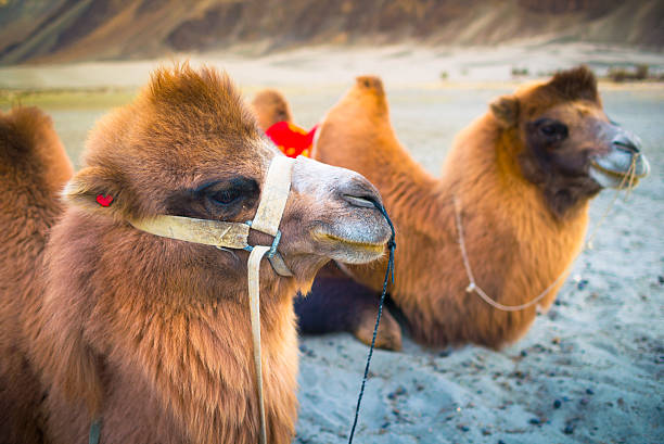 istock Camel is waiting for tourists in Nubra Valley, Leh. 463221813