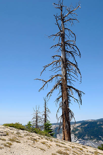 istock Lifeless Evergreen Trees at Yosemite 463224819