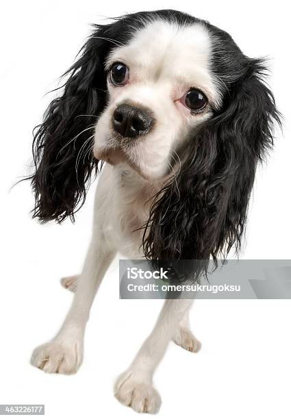 Cavalier King Charles Stock Photo - Download Image Now - White Background, Animal, Animal Body Part