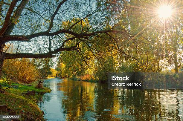 Laubwaldes In Sonnenlicht In Einem Fluss Stockfoto und mehr Bilder von Ast - Pflanzenbestandteil - Ast - Pflanzenbestandteil, Baum, Blatt - Pflanzenbestandteile