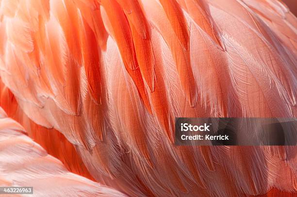 Federn Von Flamingo Stockfoto und mehr Bilder von Feder - Feder, Flamingo, Makrofotografie