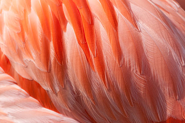 istock feathers of flamingo 463226963