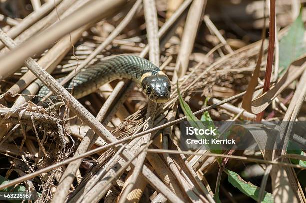 Grass Snake Stockfoto und mehr Bilder von Ringelnatter - Ringelnatter, Amphibie, Bewegung