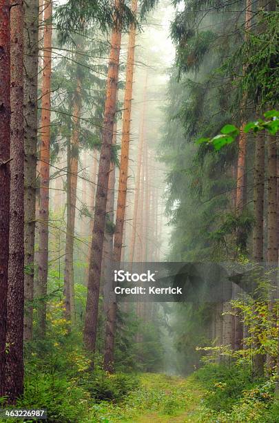 Nebel Und Regen In Einem Pinienwald Stockfoto und mehr Bilder von Baum - Baum, Dunkel, Fotografie