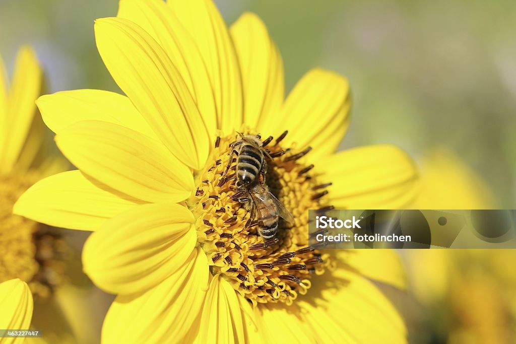 Zwei robuste bees - Lizenzfrei Biene Stock-Foto