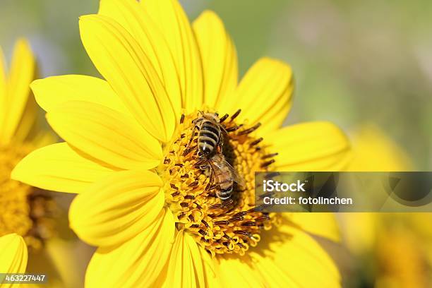 Zwei Robuste Bees Stockfoto und mehr Bilder von Biene - Biene, Blume, Blüte