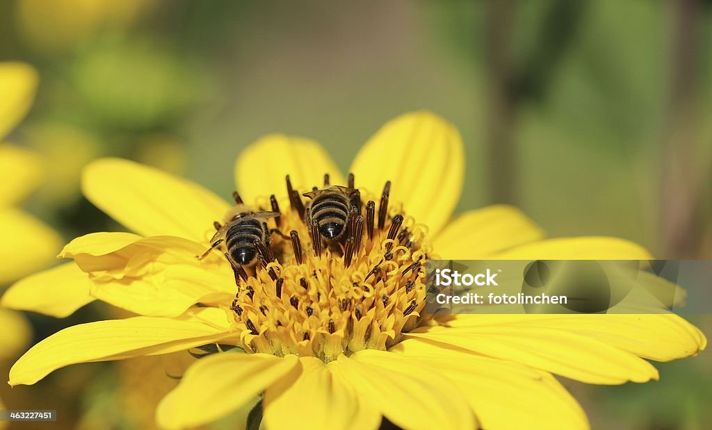 Zwei robuste bees - Lizenzfrei Biene Stock-Foto