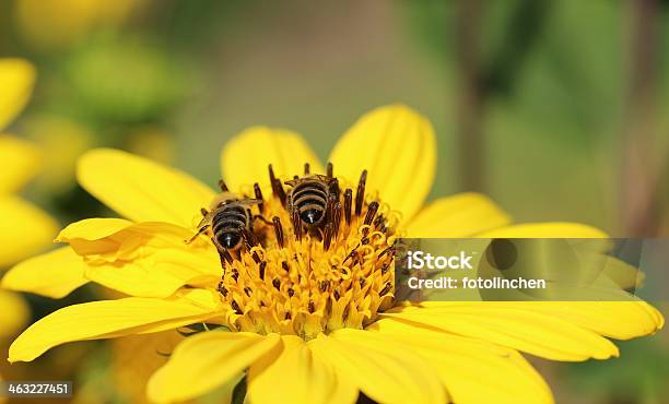 Zwei Robuste Bees Stockfoto und mehr Bilder von Biene - Biene, Blume, Blüte