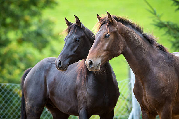 istock Two horses heads on green background. 463228245