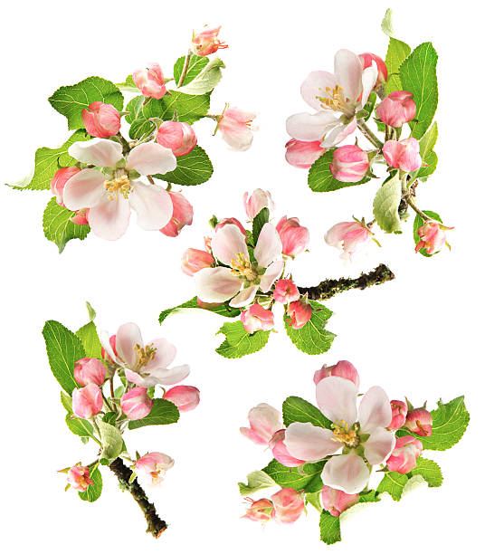 잎과 of 사과나무 나무 흰색 바탕에 그림자와 - single flower flower spring apple tree 뉴스 사진 이미지