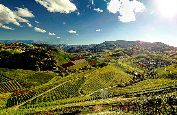 Blick über die Weinberge im Schwarzwald