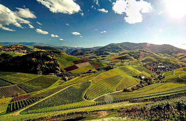 vinhas no outono, floresta negra, alemanha - black forest imagens e fotografias de stock