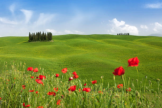 célèbre arbre groupe dans le val d'orcia - val dorcia photos et images de collection