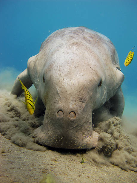 Dugong dugon A sea cow (Dugong, Sirenian) feeding on seagrass, accompanied by juvenile pilot jacks at Abu dabbab, Red Sea dahab photos stock pictures, royalty-free photos & images