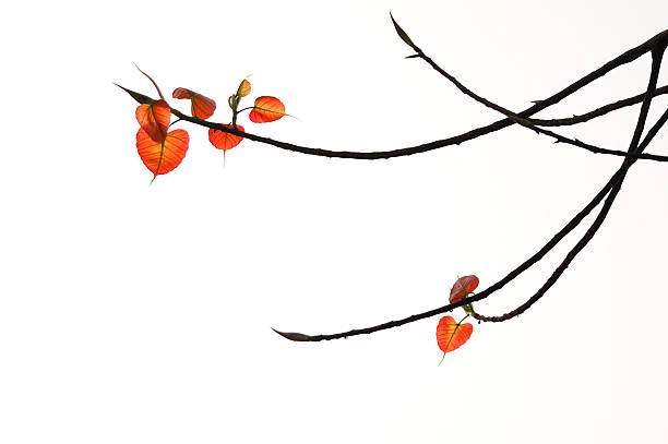 istock Autumn leaves and branches against white background 463235781
