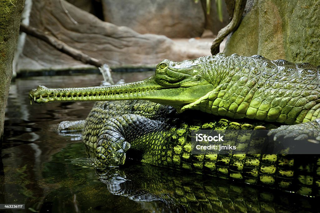 Gavial Gharial Stock Photo - Download Image Now - Alligator, Animal, Animal  Wildlife - Istock