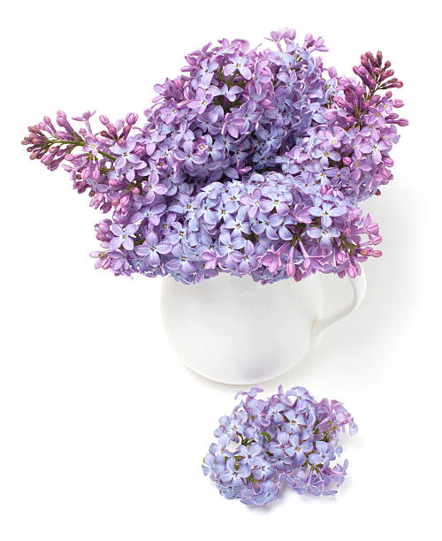 istock lilac flowers in vase 463236145