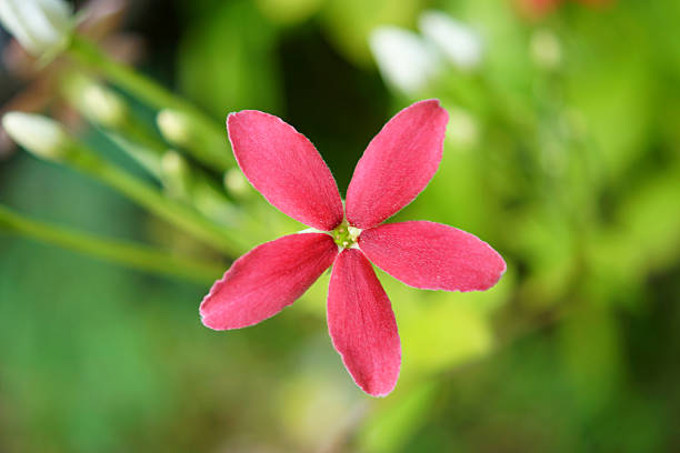 istock red flower of Rangoon creeper on tree. 463242229