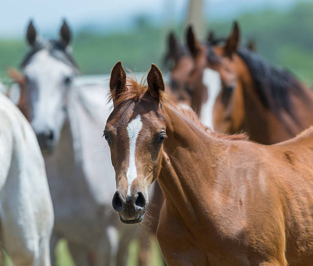 istock Herd of horses running outdoor 463242343