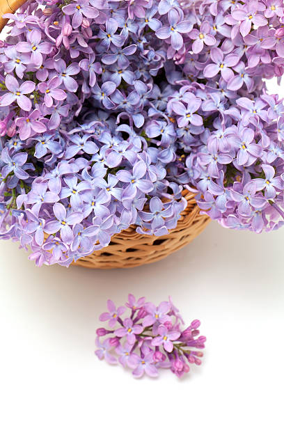 istock fresh lilac flowers in a basket 463242793