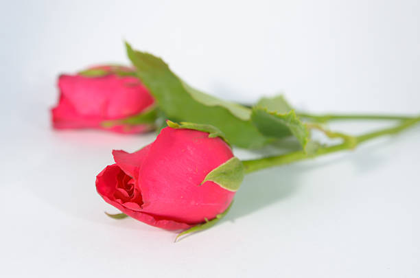 istock beautiful rose isolated on white background 463244161