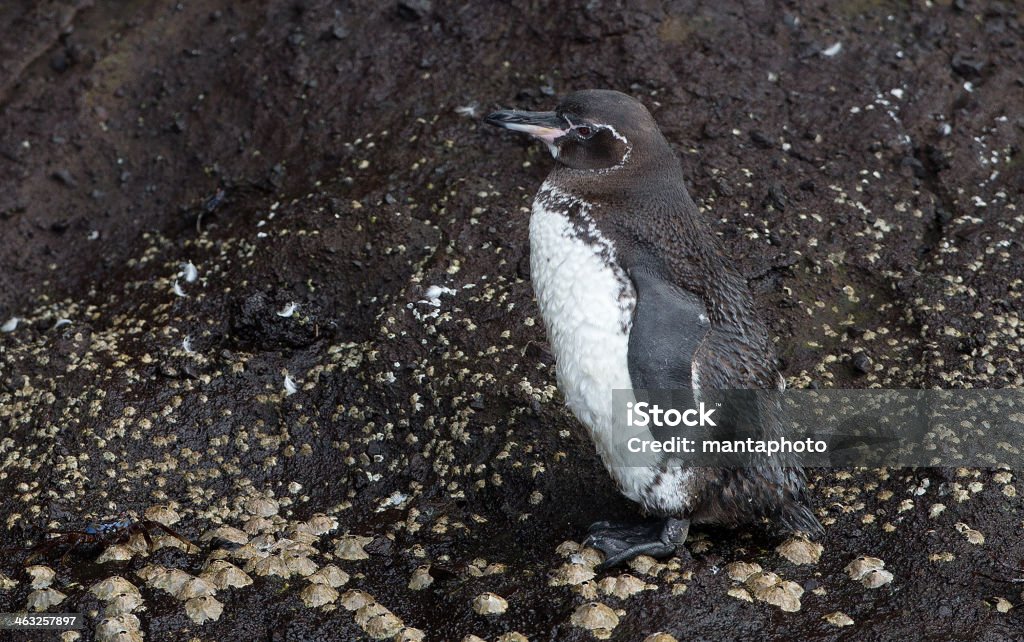 Galapagos Penguin Animal Stock Photo