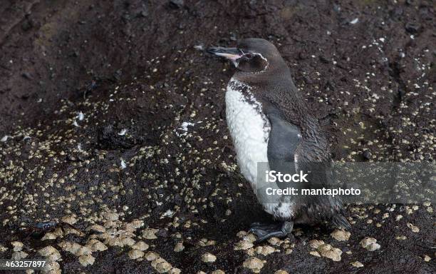 Galapagos Penguin Stock Photo - Download Image Now - Animal, Animal Family, Animal Wildlife