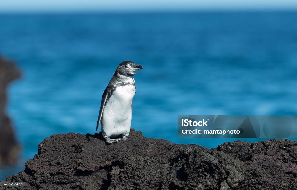 Galapagos Hawk Galapagos Hawk (Buteo galapagoensis). Vulnerable and endemic to the Galapagos islands Animal Stock Photo