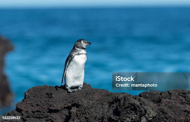 Galapagos Hawk Stock Photo - Download Image Now - Animal, Animal Body Part, Animal Wildlife