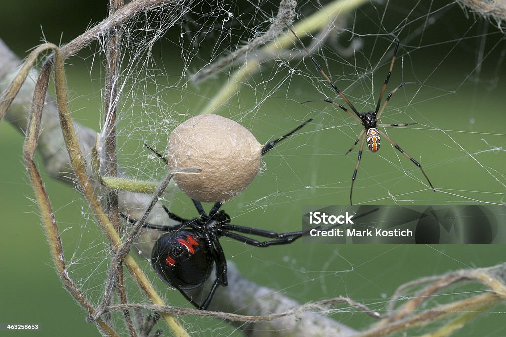 Male & Female Black Widow Spider with Egg Sac Black Widow Spider Stock Photo