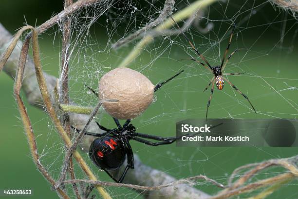 Male Female Black Widow Spider With Egg Sac Stock Photo - Download Image Now - Black Widow Spider, Animal Egg, Spider