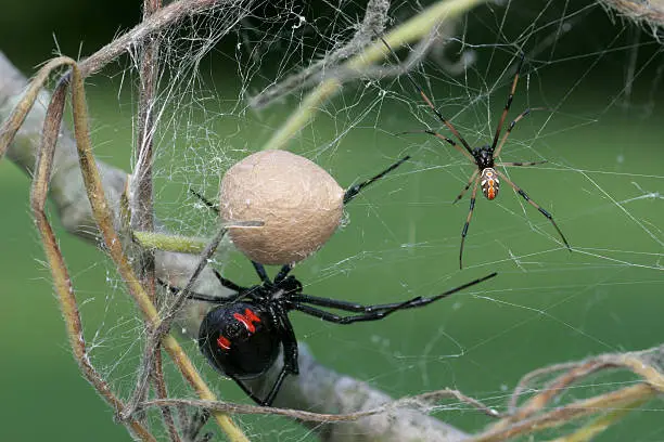 Photo of Male & Female Black Widow Spider with Egg Sac