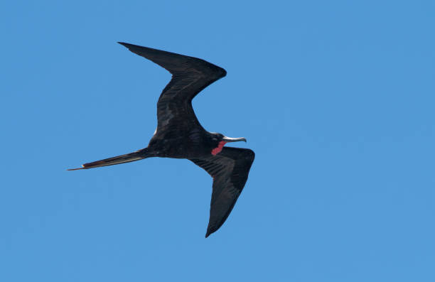 istock Frigate Birds of Galapagos 463259597