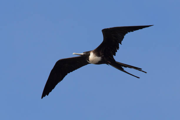 istock Frigate Birds of Galapagos 463260615