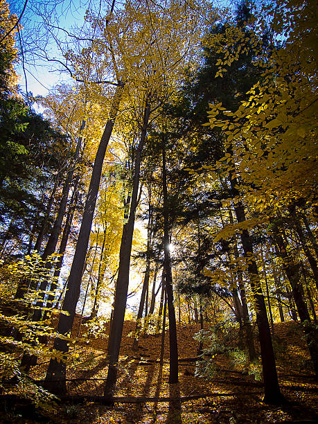 Fall Colors stock photo