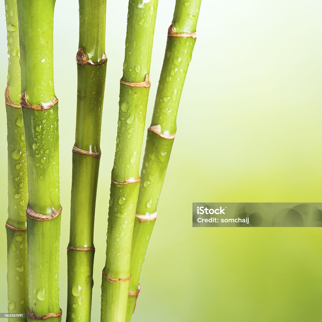 Bamboo on white background Fresh Bamboo with leaf on white background Asian Culture Stock Photo