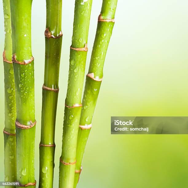 Bamboo On White Background Stock Photo - Download Image Now - Asian Culture, At The Edge Of, Bamboo - Plant