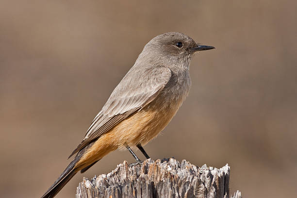 Say's Phoebe on a Fence Post