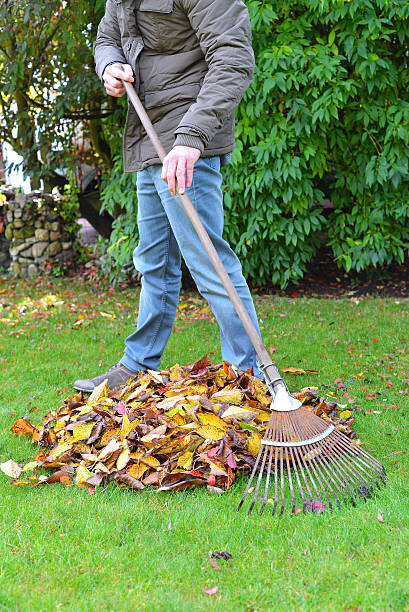 istock Man Gardener Raking Rake Leaves 463271303