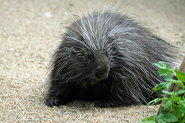 istock North American Porcupine 463271405