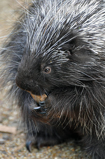 istock North American Porcupine 463271607