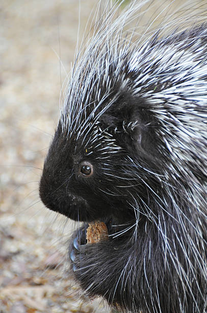 istock North American Porcupine 463271615