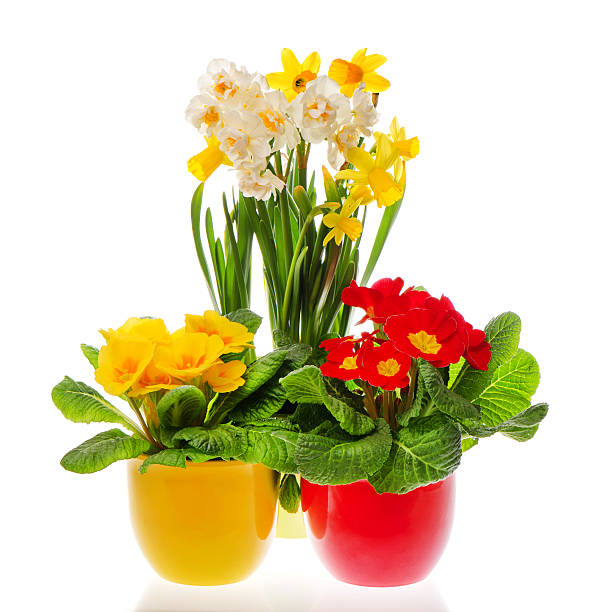 primulas and narcissus blooms in pots on white background. colorful fresh spring flowers